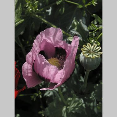 P6270084
