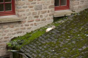 DSC_5399a